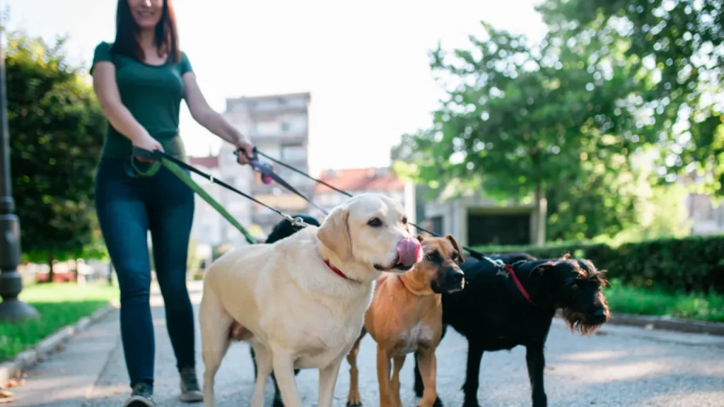 Mulher ilustra como ganhar dinheiro rápido como pet sitter